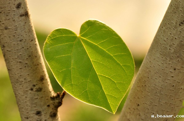 光合作用测定仪 光合作用测定仪