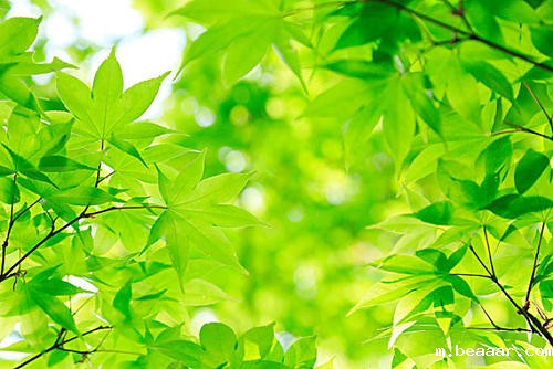 光合作用测量系统探究植物的秘密 光合作用测量系统探究植物的秘密