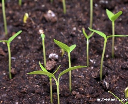 土壤肥力降低的原因有哪些 土壤肥力降低的原因有哪些
