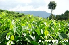 茶园气象环境监测系统防御气象灾害