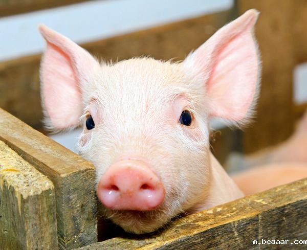 1618538475948162.jpg 猪.jpg