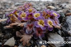 垫状植物改善土壤环境