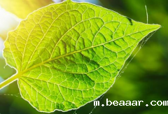 植物茎秆强度对植物生长的影响