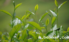 如何检测茶叶中的农药残留？