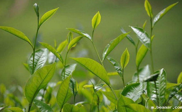 茶叶 茶叶