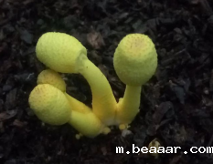 孢子捕捉仪助力宜居城市建设