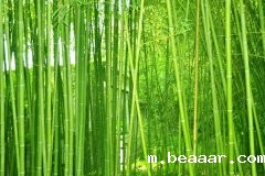 植物株高要如何测量？